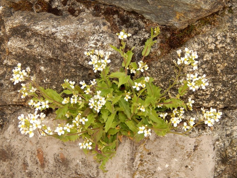 Arabis alpina L.